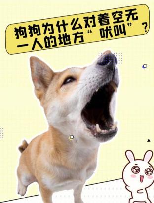 狗狗怕一个人说明这个人-图1