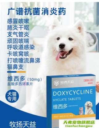 狗狗清肺化痰平喘用什么药-图1