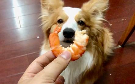 狗可以吃虾肉吗