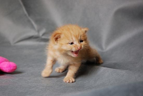 怎么训练猫咪在窝里睡觉-图1