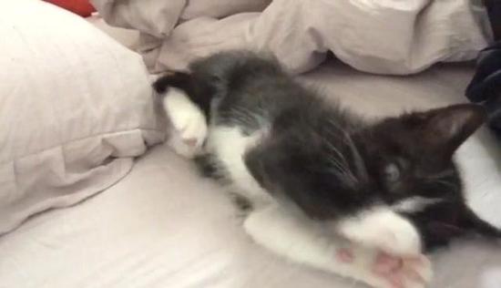 怎么训练猫咪在窝里睡觉-图2