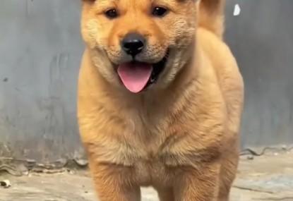 黄狗白面黑舌头的智商-图1