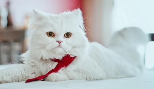 猫突然暴躁