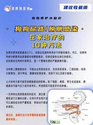 狗狗尿路感染的治疗方法-图1