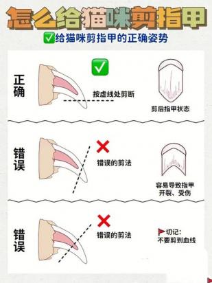 怎么给猫咪修剪指甲？安全步骤、技巧及应对方法-1