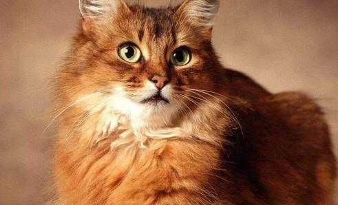 猫突然全身抽搐然后没事-图1