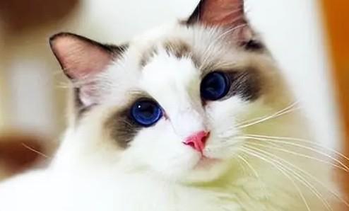 猫讨厌什么气味赶走猫