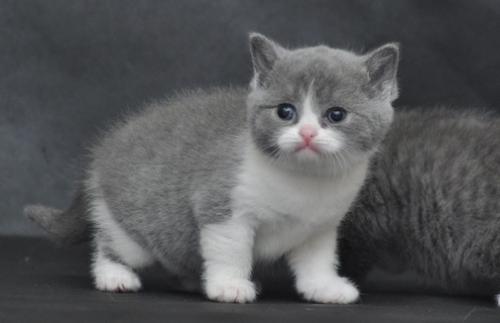 猫咪好训吗-1