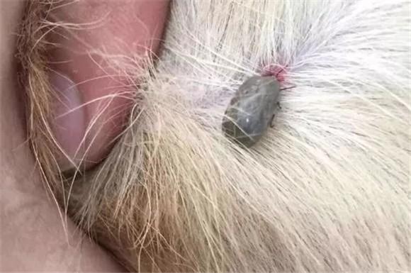 狗狗身上蜱虫口器没取出来怎么办-1