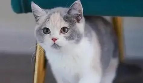 猫舔了油漆多久中毒-图1
