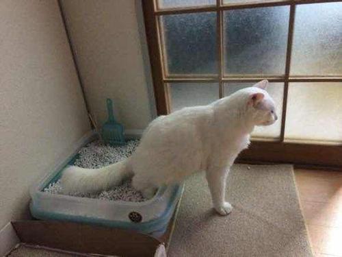 怎么训练猫咪用猫砂盆-图1