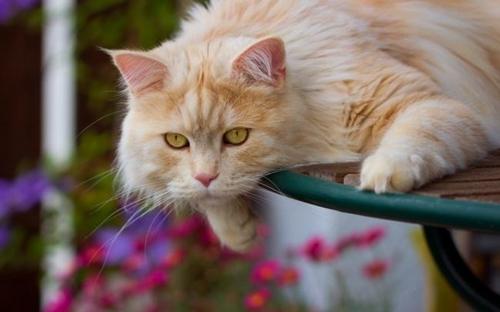 怎么给波斯猫梳毛-图1