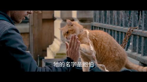 怎么训练猫击掌-图1