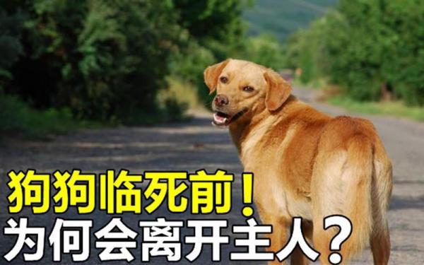 狗狗离世了他的灵魂还在主人身边吗-1