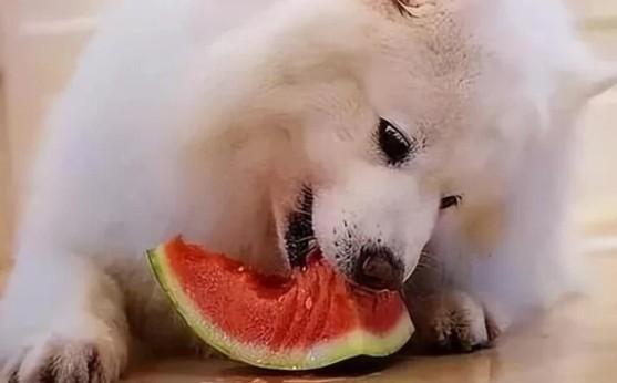 狗狗能吃西瓜吗-图1