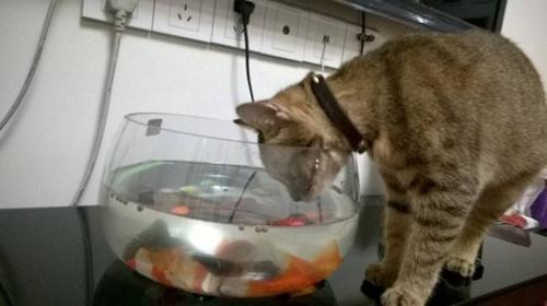 怎么训练猫咪不喝脏水-图1