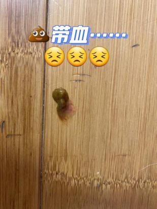 狗狗血便怎么办有效治疗方法-1