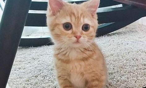 15天小猫眼睛分泌物多粘连-图1