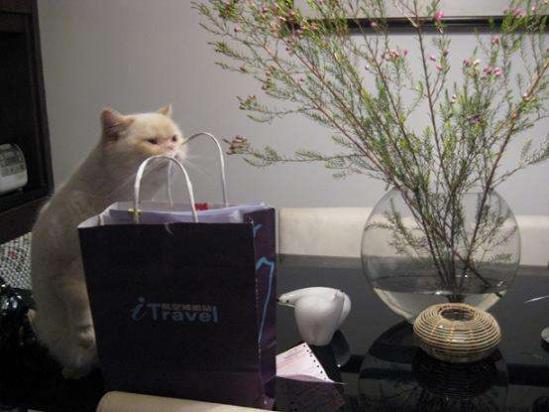 如何训练猫不上桌子-图1