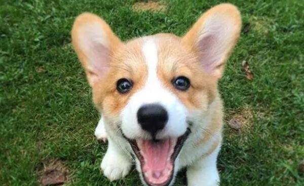 中小型犬类哪种最好养-图1