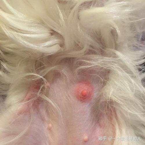 狗狗没怀孕乳房变大怎么回事-图1