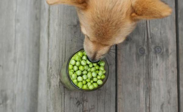 狗狗能吃豌豆吗-图1