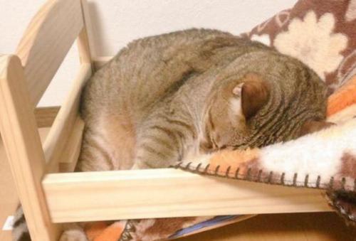 猫咪怎么训练装死