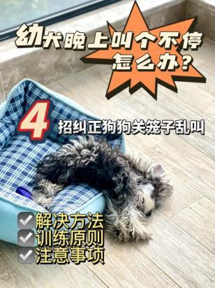 狗狗笼养怎么解决大小便-图1