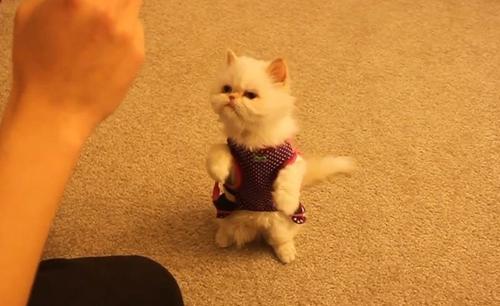 怎样训练猫跳环-图1