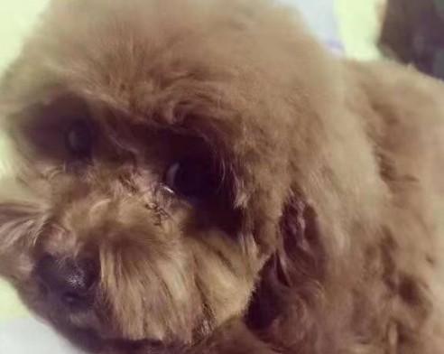狗狗尿道炎症状表现-图1