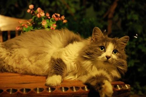挪威森林猫握手怎么训练-图1