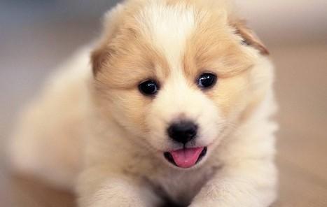 狗狗犬瘟抽搐整夜嚎叫-图1