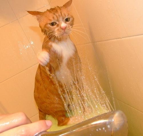 怎么训练猫洗澡-图2