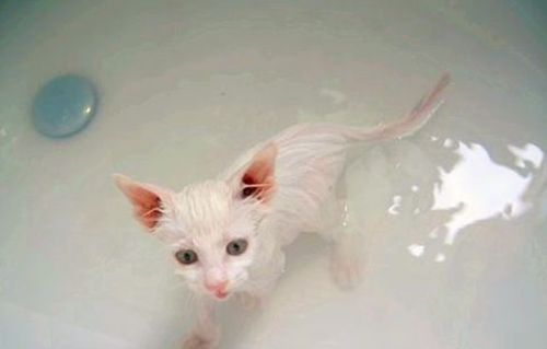 怎么训练猫洗澡-图1