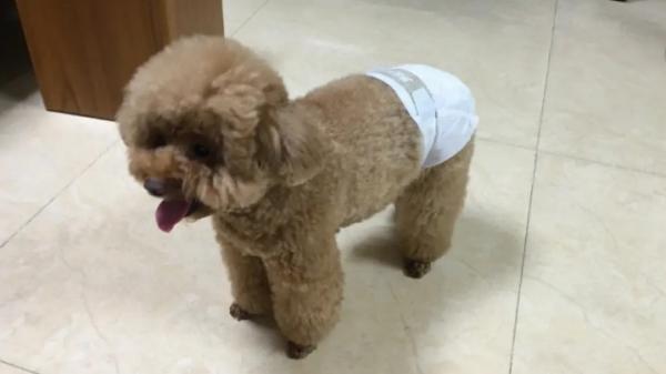 狗狗来月经下面肿什么时候消-图1