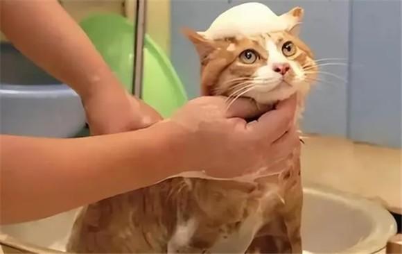 猫能用人的沐浴露吗-图1