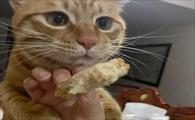 猫能吃面包片吗-图1