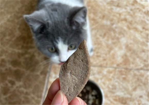 猫能吃猪肝吗-图1