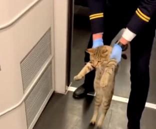 猫能带上高铁吗-图1
