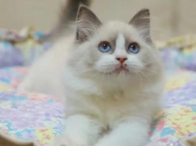 猫能分辨几种颜色-图1
