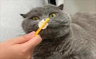 猫能吃奶酪棒么-图1