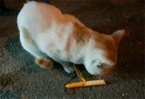 猫偶尔吃一次火腿肠可以吗-图1