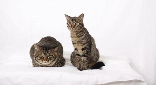 怎么训练狸花猫抓老鼠-图1