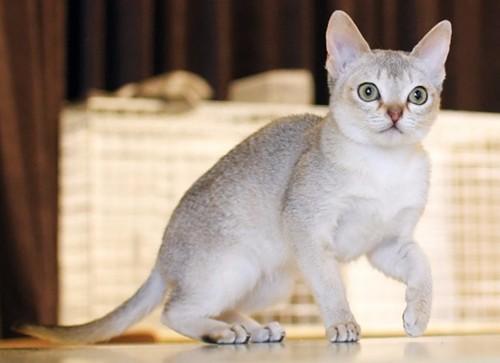 如何训练新加坡猫乖乖吃饭-图1