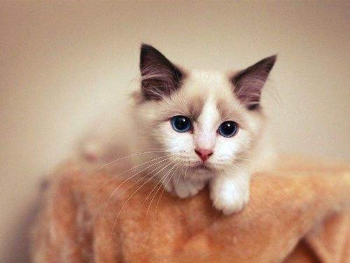 怎么训练伯曼猫不咬人