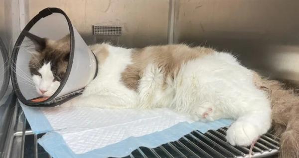 猫尿闭吃黄体酮-图1