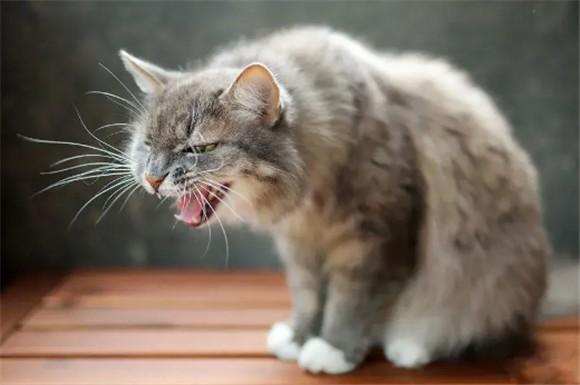 猫偶尔咳嗽但是一切正常-图1