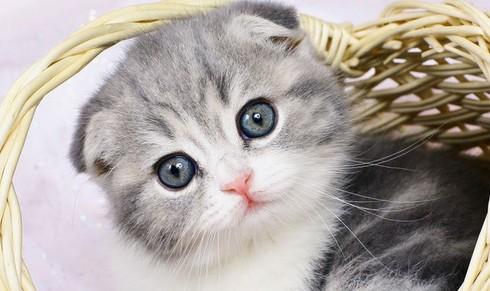 猫能吃面包吗-图1