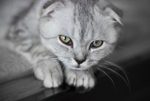折耳猫很凶怎么训练-图1