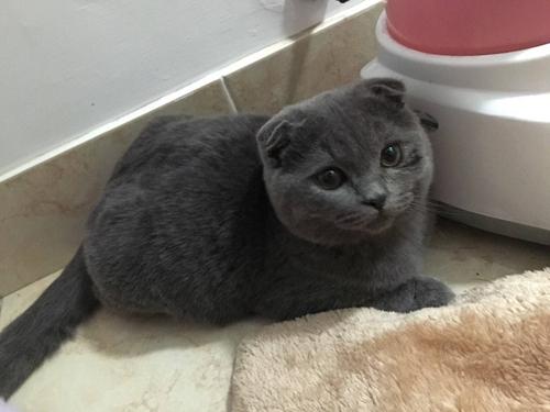 怎样训练英国短毛猫用马桶-图1